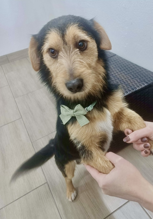 obrazek o{ga{upuj - pokochaj. Daj dom, daj nadzieję wiecej